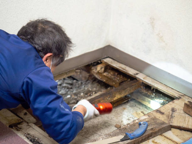 Best Crawl Space Mold Remediation in South St Paul, MN