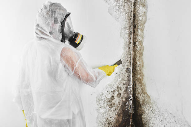 Best Emergency Mold Remediation in South St Paul, MN