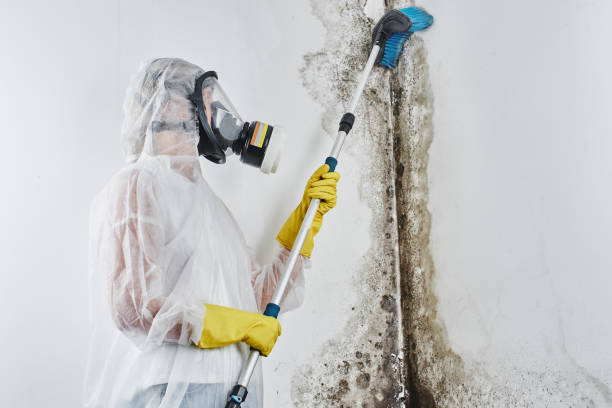 Best Insurance-Related Mold Remediation in South St Paul, MN