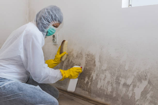 Best Insurance-Related Mold Remediation in South St Paul, MN