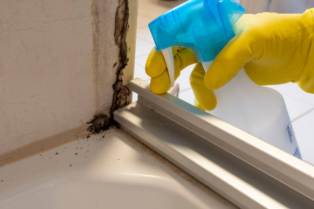 Best Commercial Mold Remediation in South St Paul, MN