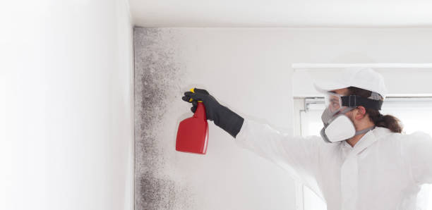 Best Residential Mold Remediation in South St Paul, MN