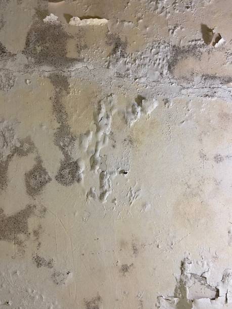 Best Post-Flood Mold Remediation in South St Paul, MN