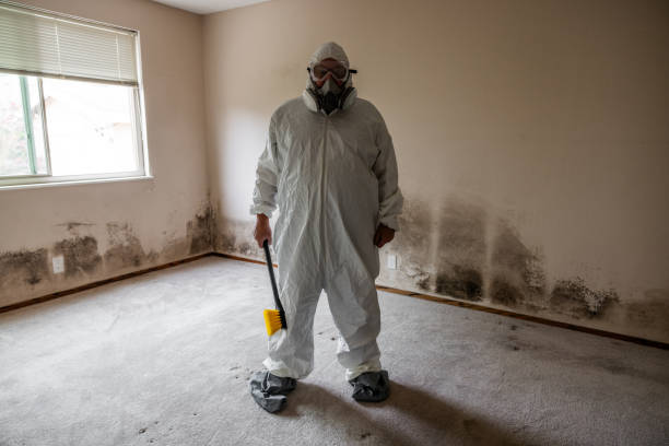 Best Mold Testing and Inspection Services in South St Paul, MN