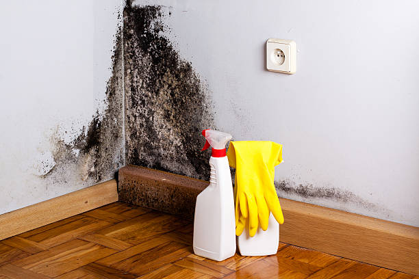 Best Mold Remediation for Schools in South St Paul, MN