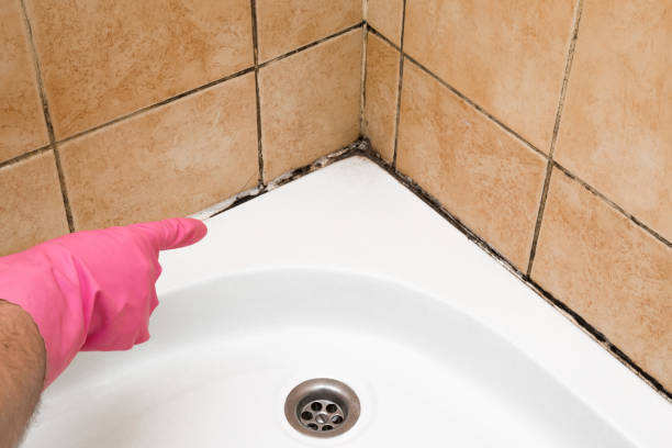 Best HVAC Mold Remediation in South St Paul, MN