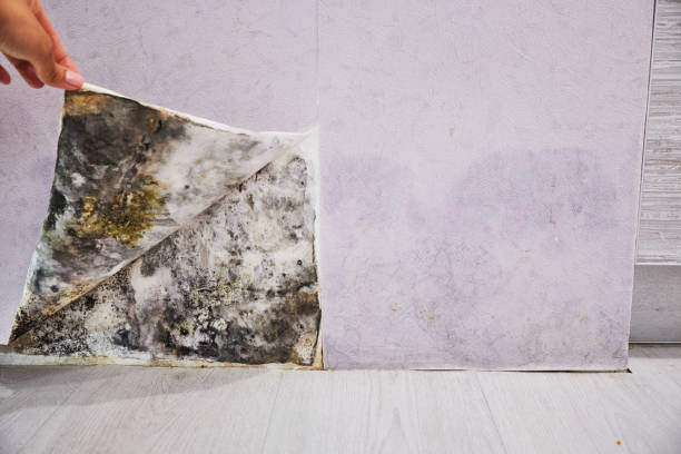 Best Attic Mold Remediation in South St Paul, MN